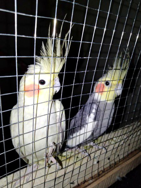 Ye male .female sale krna hai 
Agr kisi ko chiye to contact kry