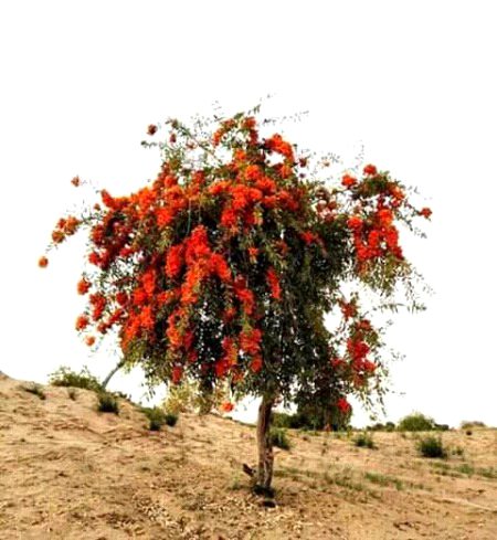 Beautiful Nature image