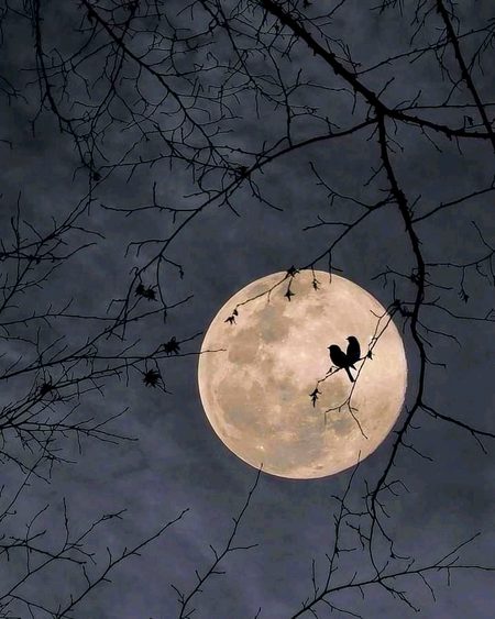 محبتوں کی عمر زیادہ لمبی نہیں ہوتی
لیکن کچھ لمحے ٹھر جاتے ہیں ساتھ رہتے رہتے
آج کی رات پورے چاند کی رات تھی
Jugnu 💕💞🌷