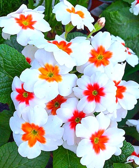 Beautiful Nature image