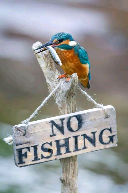 Memes & Satire image