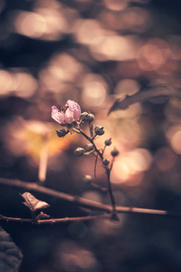 Beautiful Nature image