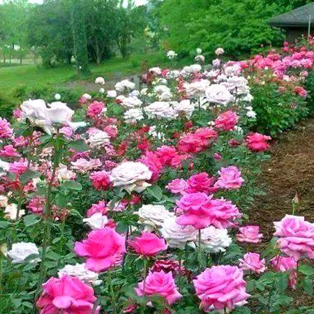 For Some  one  Very  Spical for  me  Oyee  for  you  qabool  kro ❤