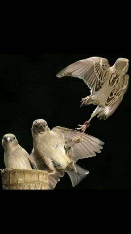 مجھ سے پہلے بھی تھا وہ کسی اور کا !
یعنی ھم ایک بھی ہوتے تو ـــ تین ہوتے🖤🥀