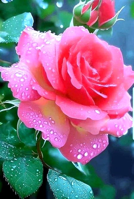 Beautiful Nature image