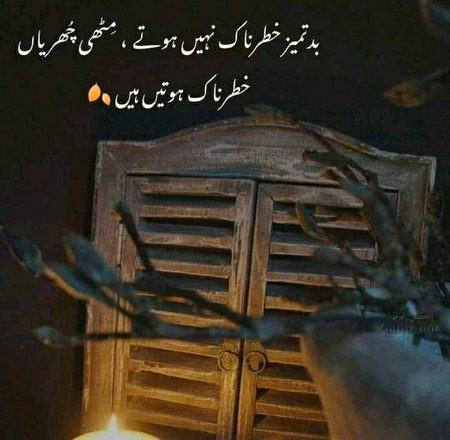 ◉‿◉ʘ‿ʘ｡◕‿◕｡