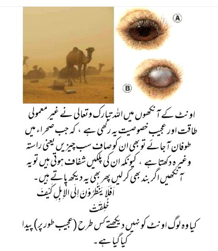 تم اپنے رب کی کون کونسی نعمتوں کو جھٹلاوگے