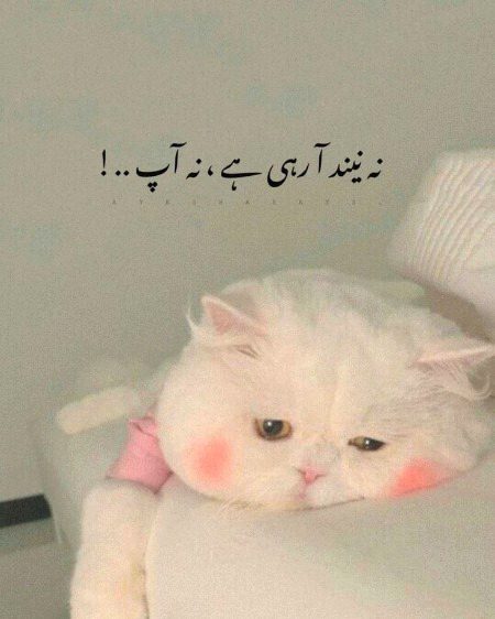 Ayush33 😔