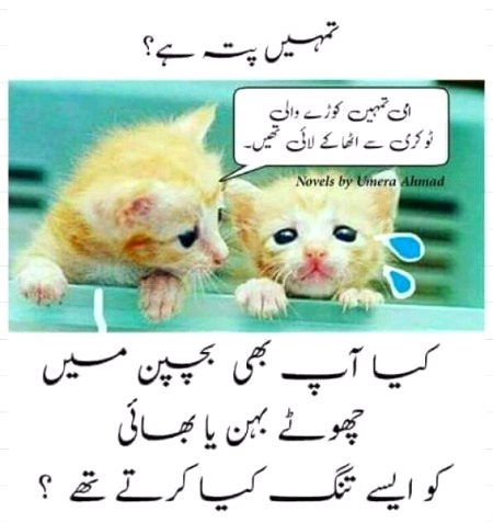 Memes & Satire image