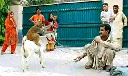 پہلے دور میں یہ باندر والا تماشہ بھی لگتا تھا سارا گاؤں یہ تماشہ دیکھنے کیلئے اکٹھا ہو جایا کرتا تھا اور لوگ بہت انجوائے کرتے تھے، اب تو یہ کبھی نظر ہی نہیں آئے۔