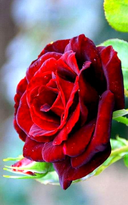 Beautiful Nature image