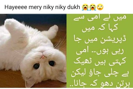 Memes & Satire image