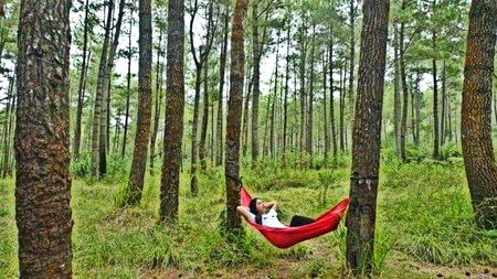 Enjoy  Sleeping   On  undr  the  trees  ❤