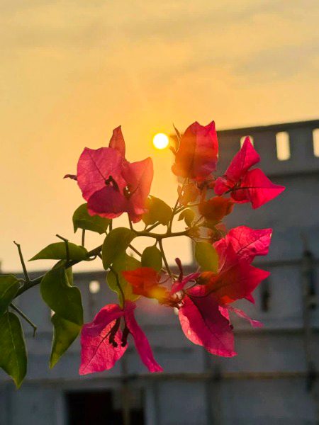 Beautiful Nature image