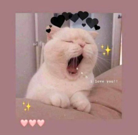 F0r my jani❣️❣️ Fairy.51😘