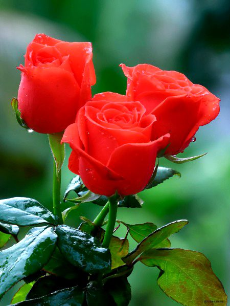 Beautiful Nature image