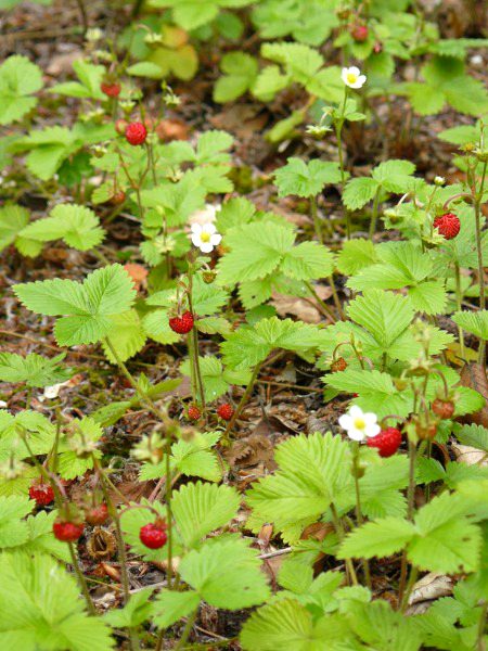 Beautiful Nature image