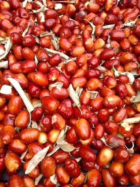 Hum gunair bolty Hain ap k language me esko kia kehty Hain batao