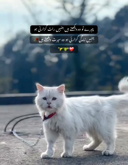 Attitude Poetry image