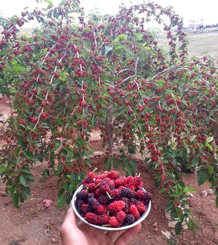 Beautiful Nature image