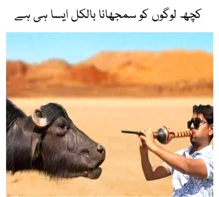 Memes & Satire image