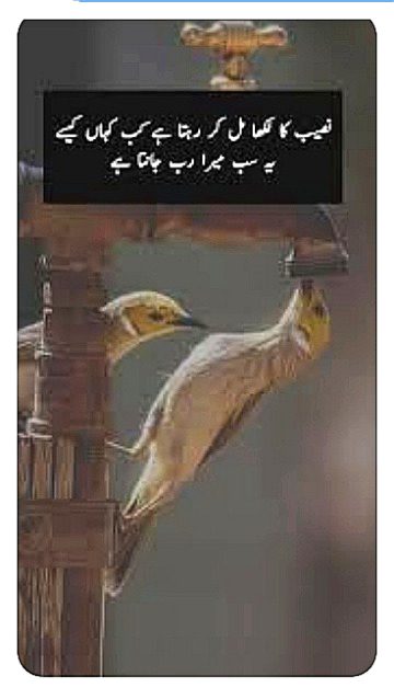 Islamic Quotes image