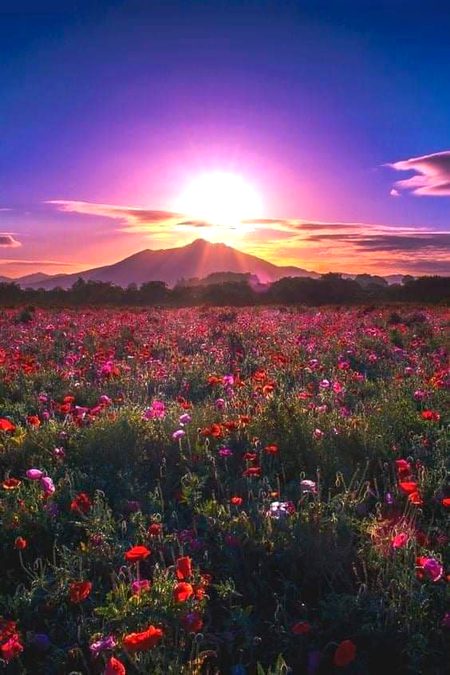 Beautiful Nature image