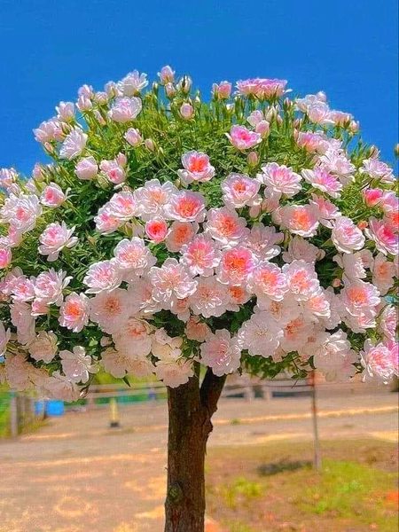 Beautiful Nature image