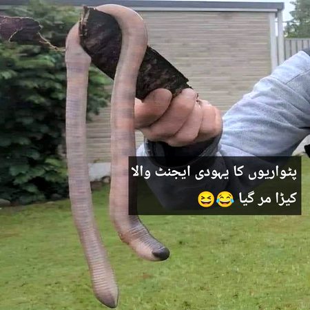 parwario ka keera mar gayA