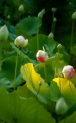 Beautiful Nature image