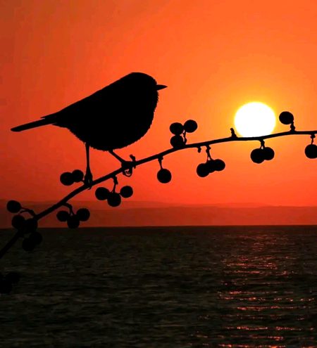 Beautiful Nature image