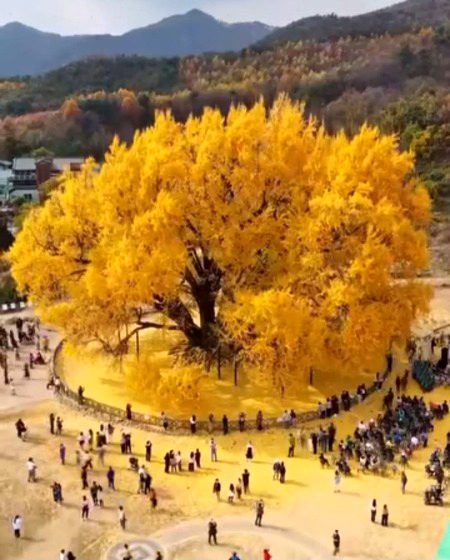 Beautiful Nature image