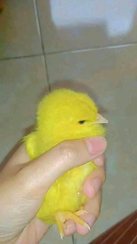 میں شاکر چوچا پال لیساں🐥
پر یار منافق نئیں رکھنڑے