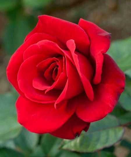 Beautiful nature🌹