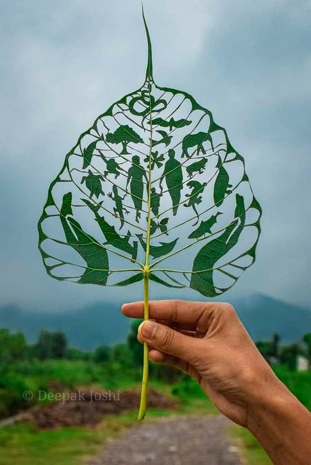 Leaf 🌿...