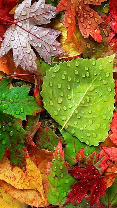 Beautiful Nature image