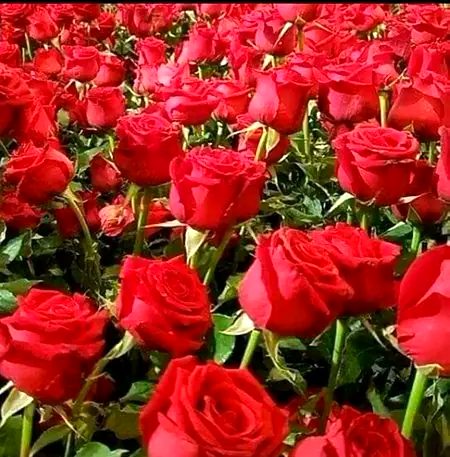 Beautiful Nature image