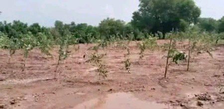 کل اس جگہ پر مسجد تھا
راتوں رات مسجد گرا کر مسجد کی ویران جگہ میں مٹی ڈال کر درخت لگا کر ثوابِ دارین حاصل کر لیا گیا ہے۔۔
جی ہاں 
یہ کل رات اسلام اباد میں ہوا ہے
راول ڈیم کے قریب مدنی مسجد کو راتوں رات خاموشی سے شہـــید کر دیا گیا 💔
استغفر اللہ العظیم لاحول ولاقوۃ الاباللہ 
اسلام آباد راولپنڈی کے علمائے کو اکابرین کو اعتماد میں لیکر دو ٹوک واضح موقف فوری اختیار کرنا چاہیے😡😡😡