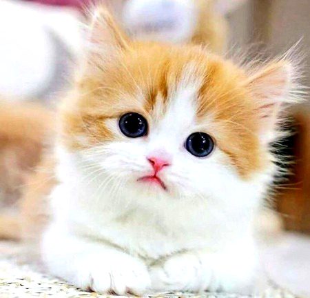 Beautiful Nature image