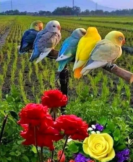 Beautiful Nature image