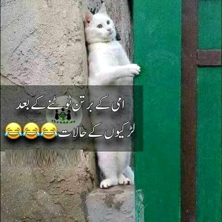 Memes & Satire image