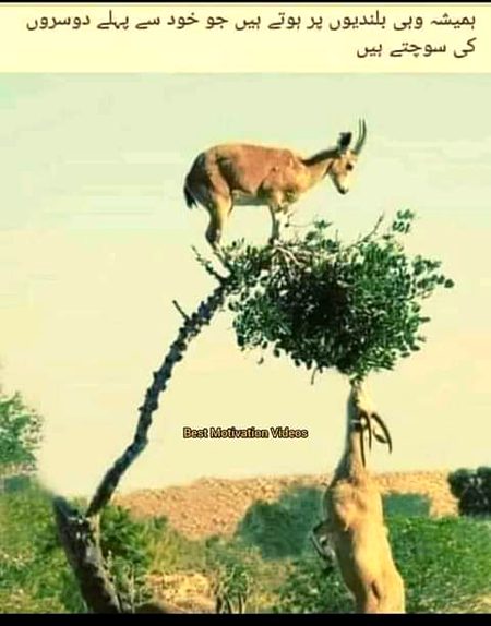 بلکل 🌹🍀🌹🍀🌹🍀