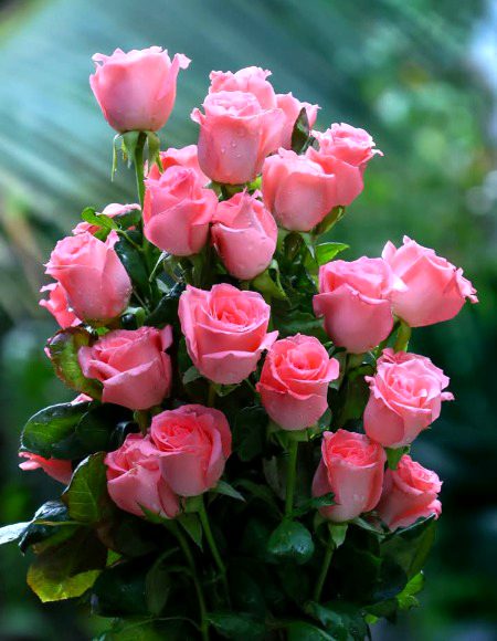 Beautiful Nature image