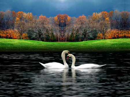 Beautiful nature🦆🦆🦆