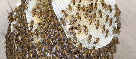 Bee hive.. 😍🙈🙈🙈 Photo captured by me....n1
