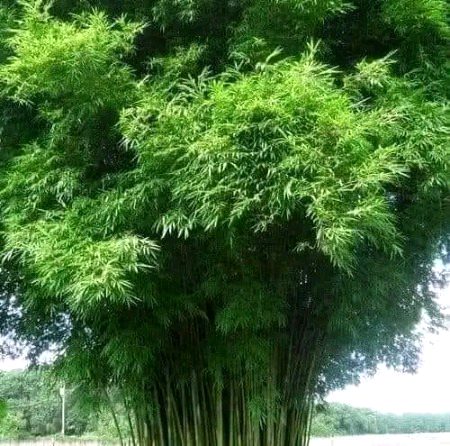 Beautiful Nature image