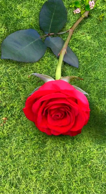 Beautiful Nature image