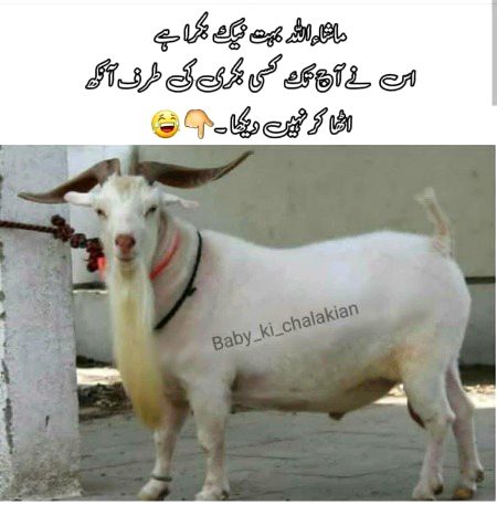 Memes & Satire image