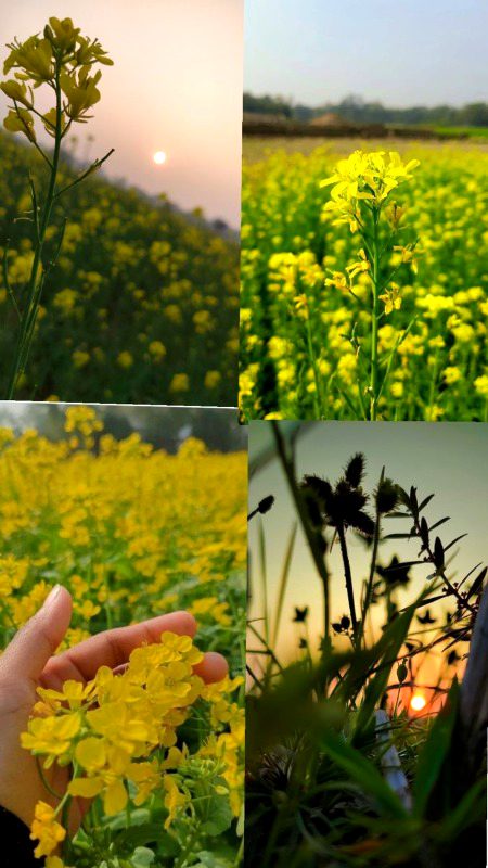 Beautiful Nature image