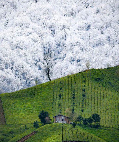 Beautiful Nature image